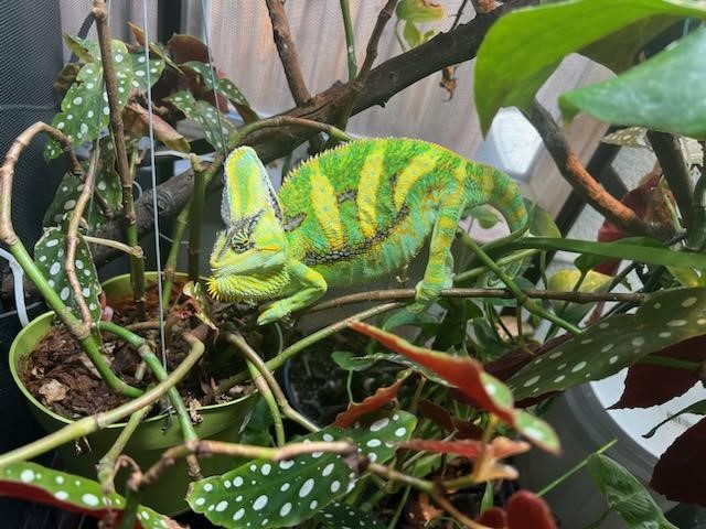 Rango photo 2