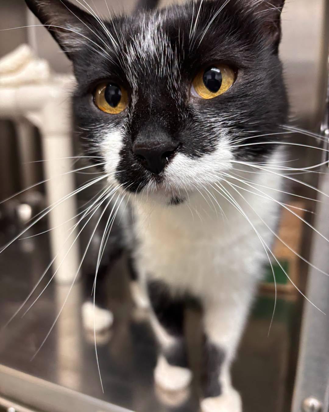 Enlarge Rey, a ADOPTABLE Domestic Short Hair in Stillwater, OK image 1/1