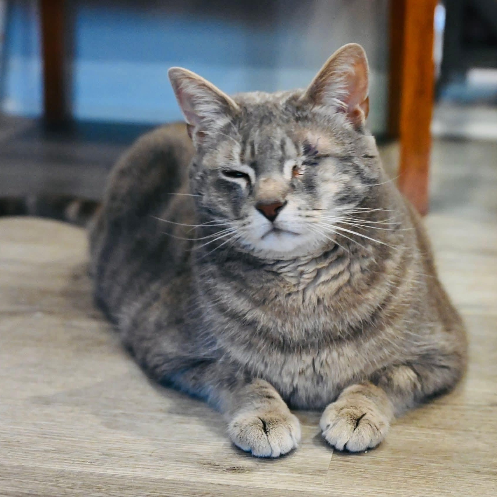 Enlarge Aemond, an adopted mixed breed in South Park, PA image 4/6