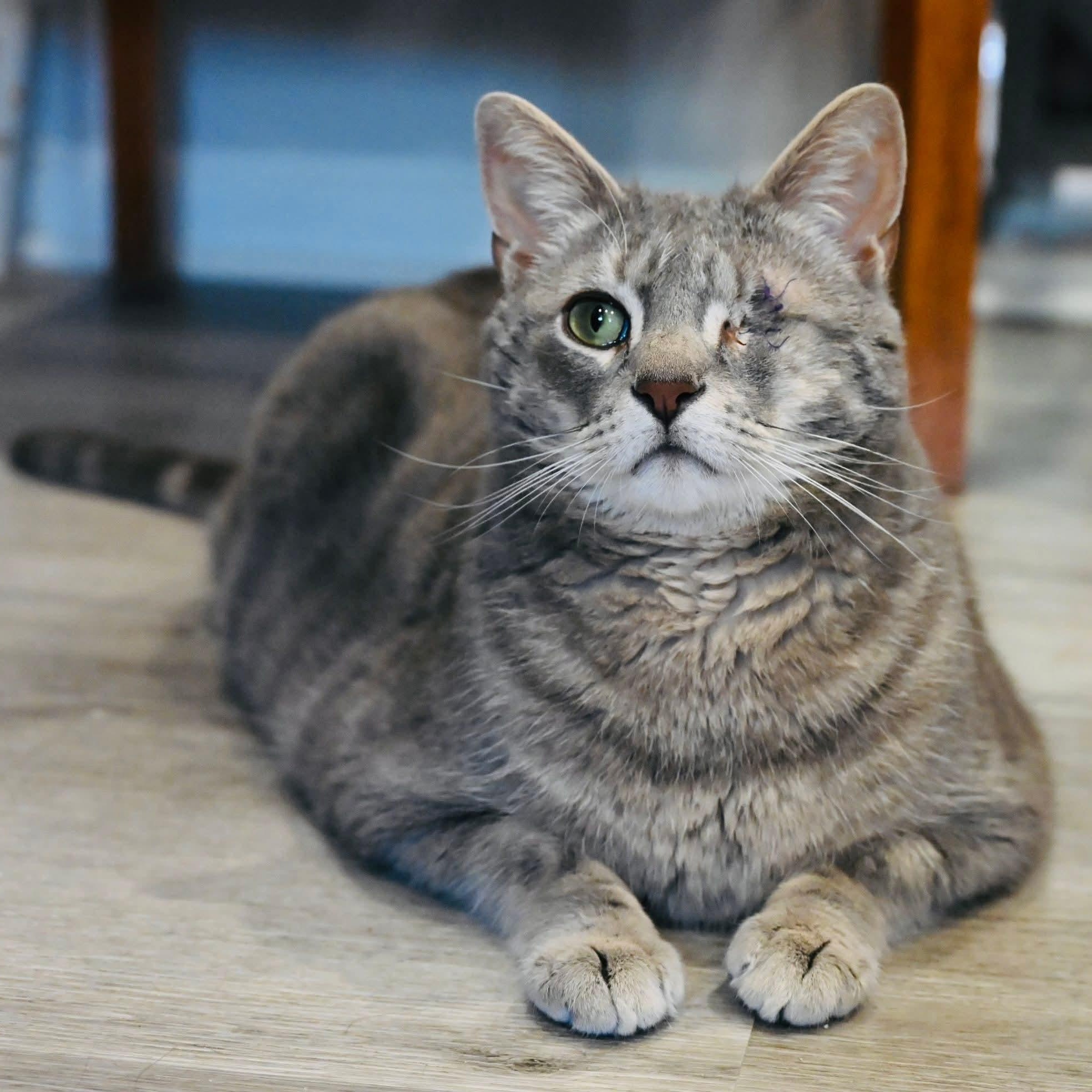 Enlarge Aemond, an adopted mixed breed in South Park, PA image 6/6