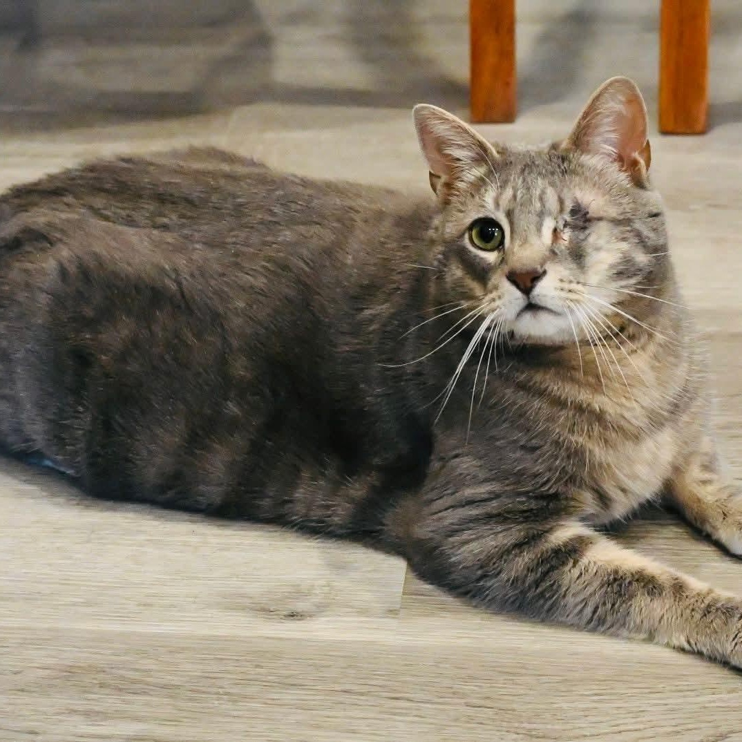 Aemond, adopted, Adult Male Domestic Short Hair.