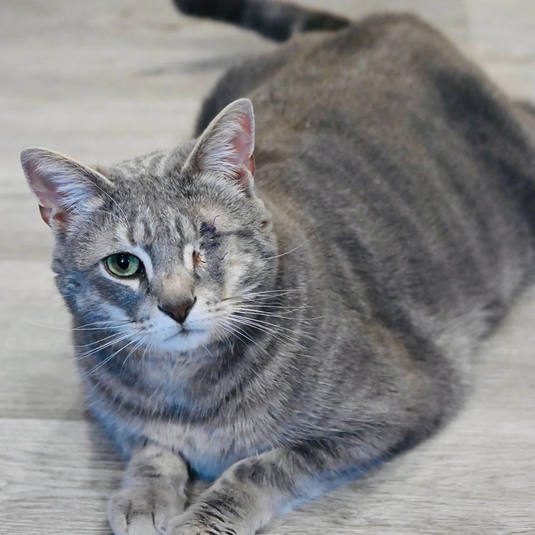 Enlarge Aemond, an adopted mixed breed in South Park, PA image 2/6