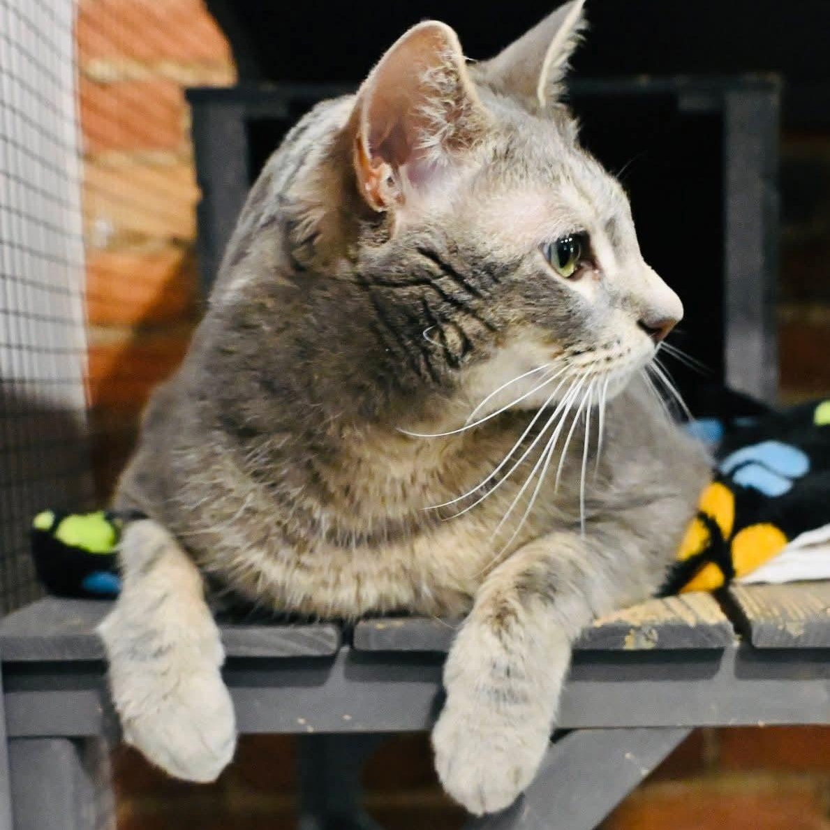 Enlarge Aemond, an adopted mixed breed in South Park, PA image 3/6