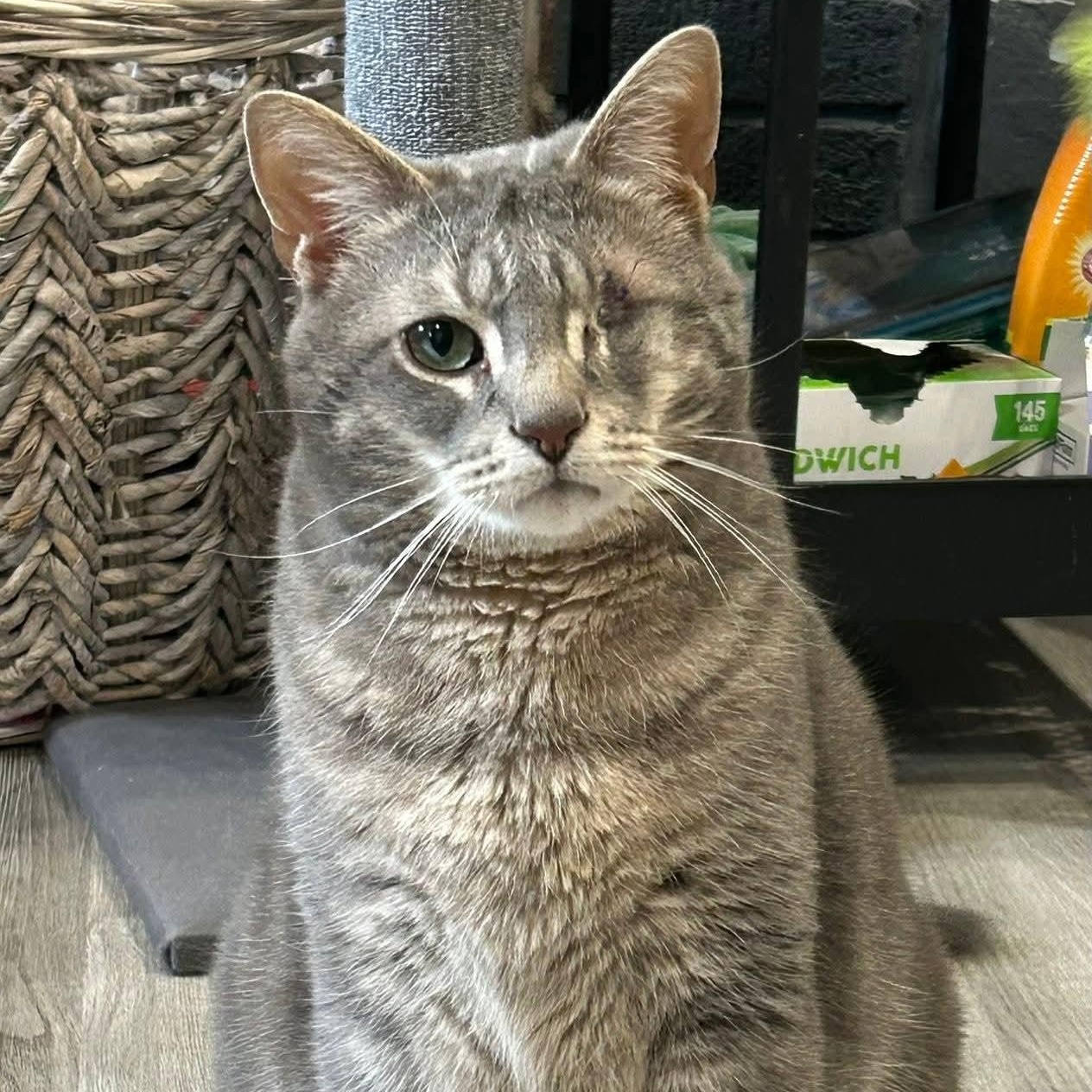 Enlarge Aemond, an adopted mixed breed in South Park, PA image 5/6