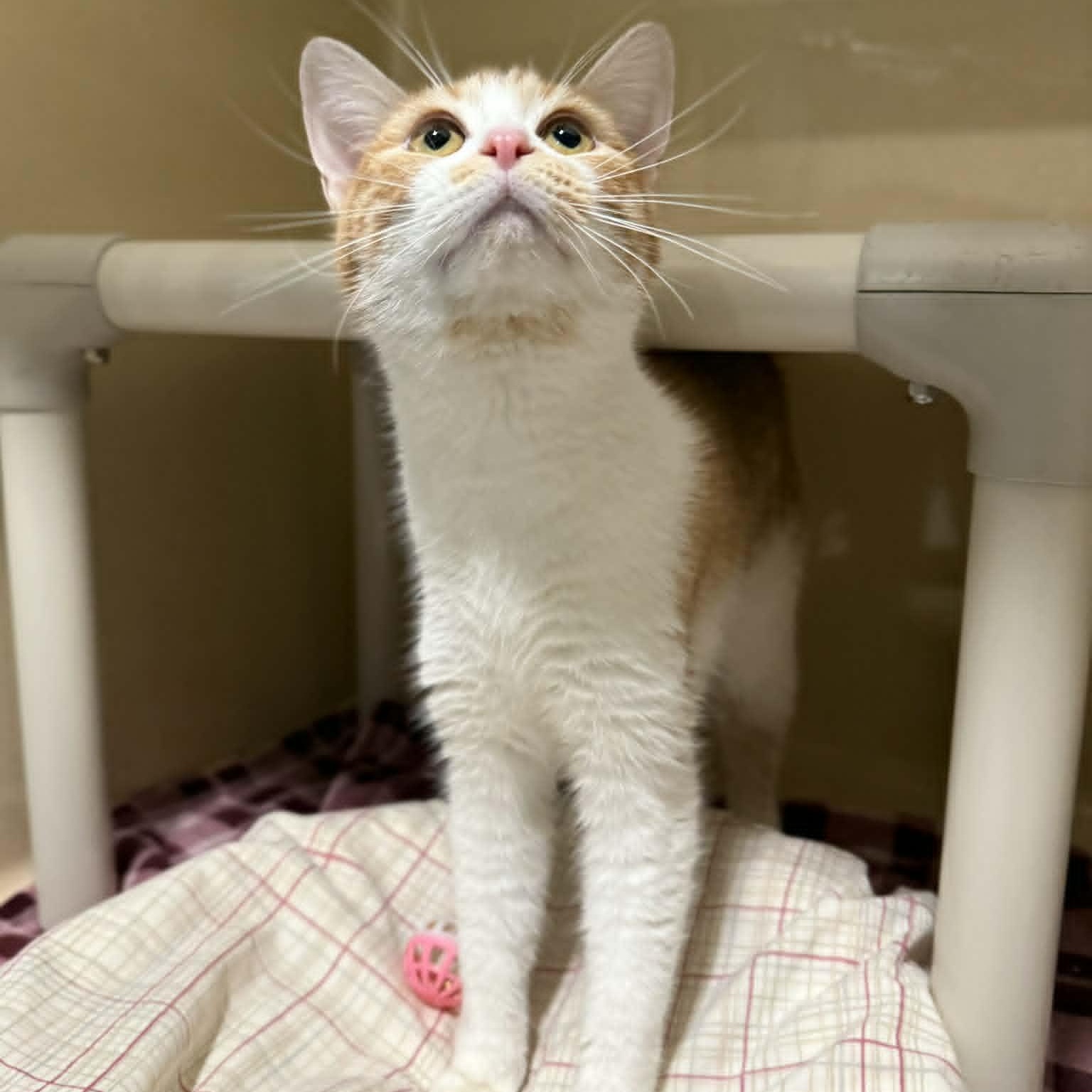 Enlarge Harlee, an adopted mixed breed in Penn Yan, NY image 6/6