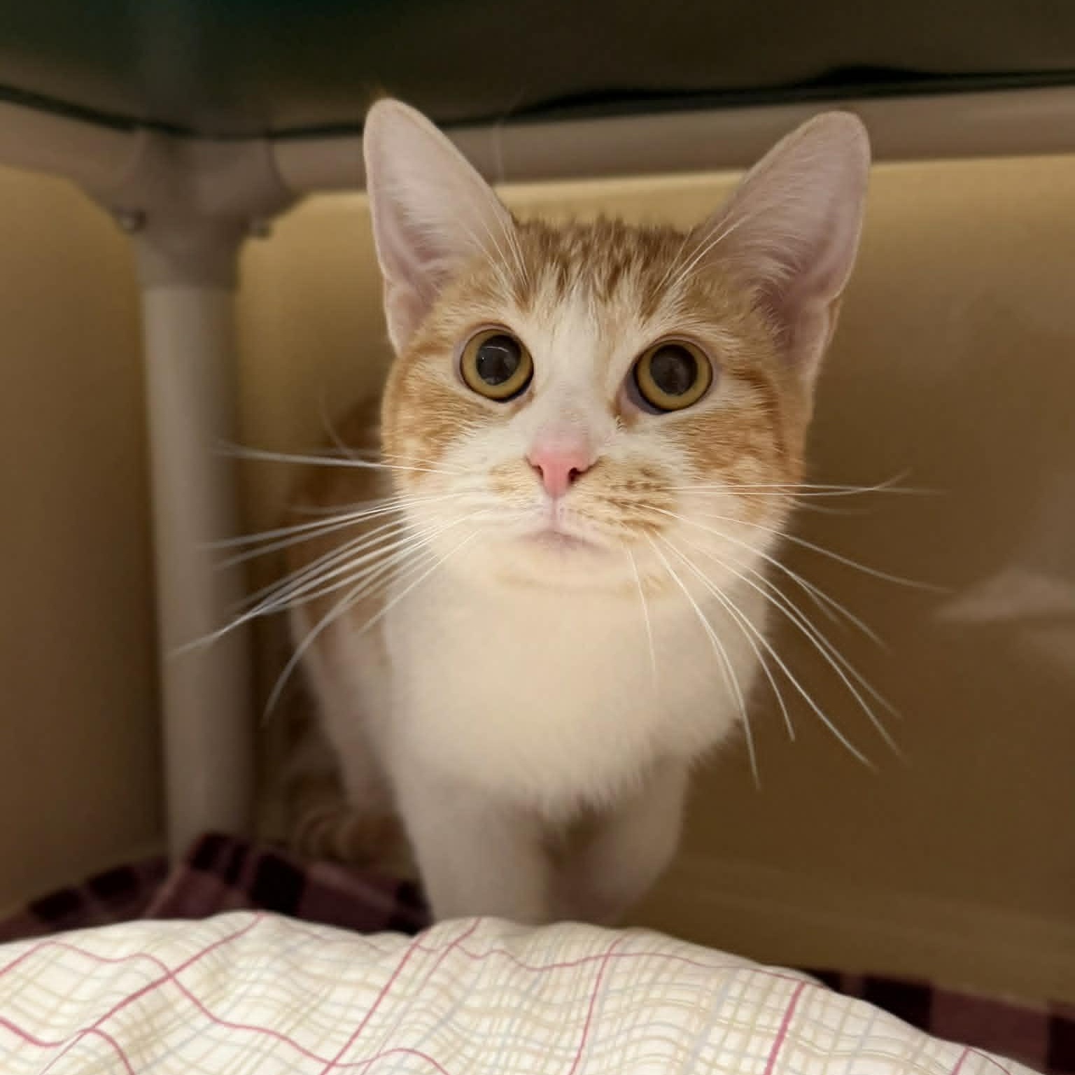 Enlarge Harlee, an adopted mixed breed in Penn Yan, NY image 2/6