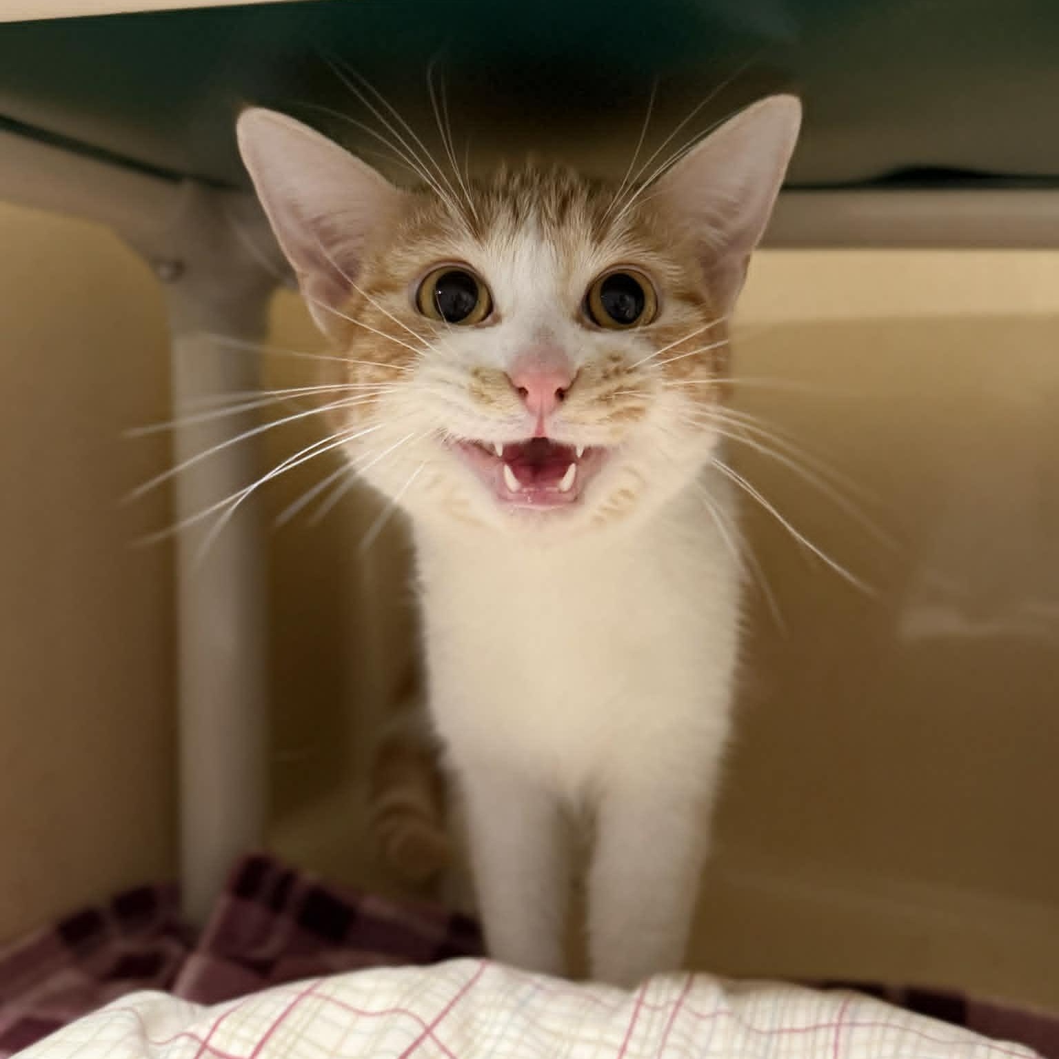 Enlarge Harlee, an adopted mixed breed in Penn Yan, NY image 3/6