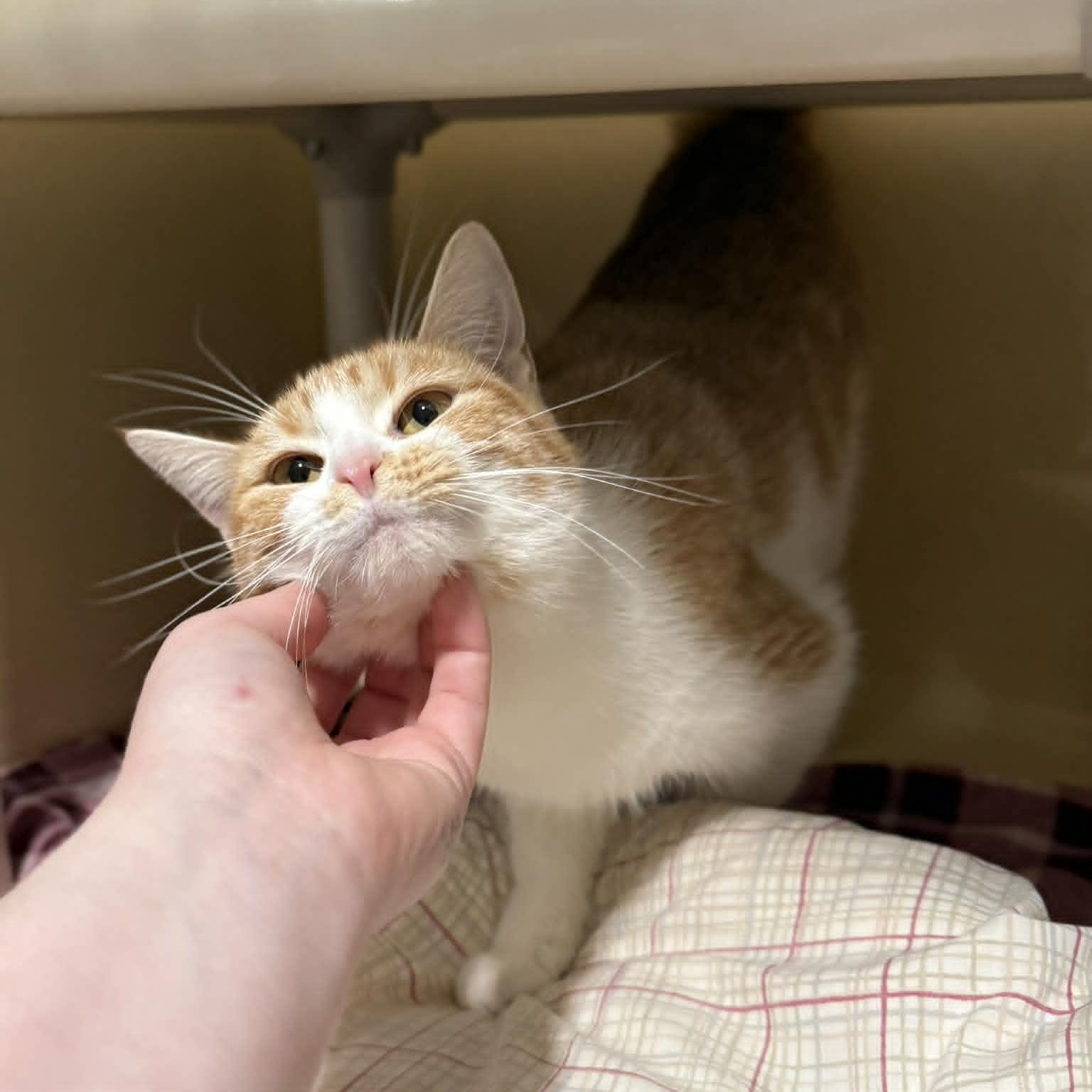 Enlarge Harlee, an adopted mixed breed in Penn Yan, NY image 5/6