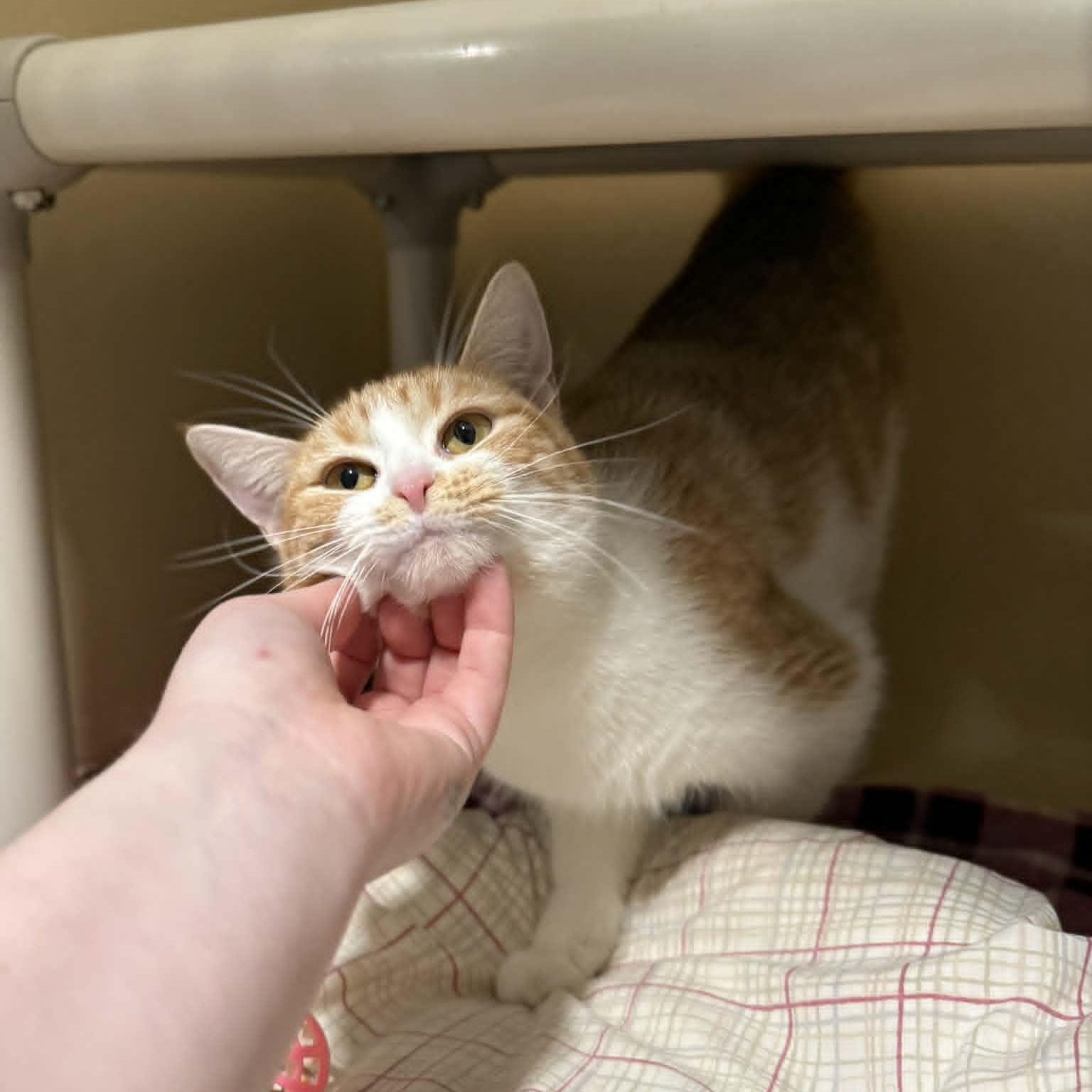 Enlarge Harlee, an adopted mixed breed in Penn Yan, NY image 4/6