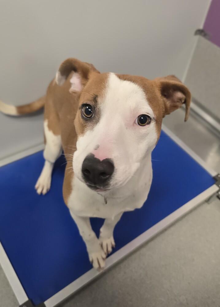 Noelle, Adoptable, Young Female Cattle Dog.