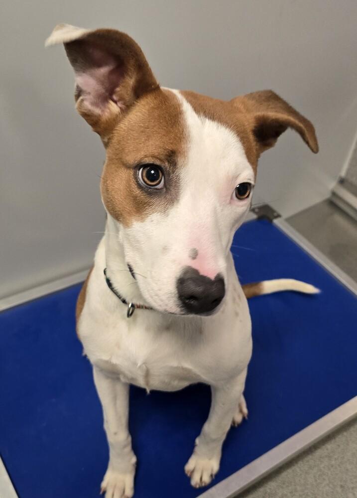 Enlarge Noelle, a Adoptable mixed breed in Wellington, KS image 2/6