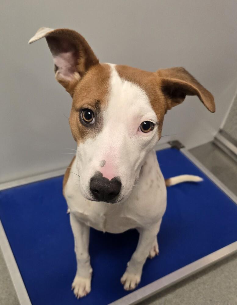 Enlarge Noelle, a Adoptable mixed breed in Wellington, KS image 3/6