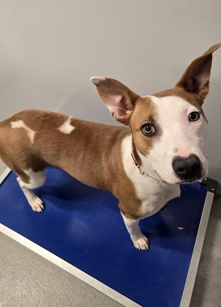 Enlarge Noelle, a Adoptable mixed breed in Wellington, KS image 6/6