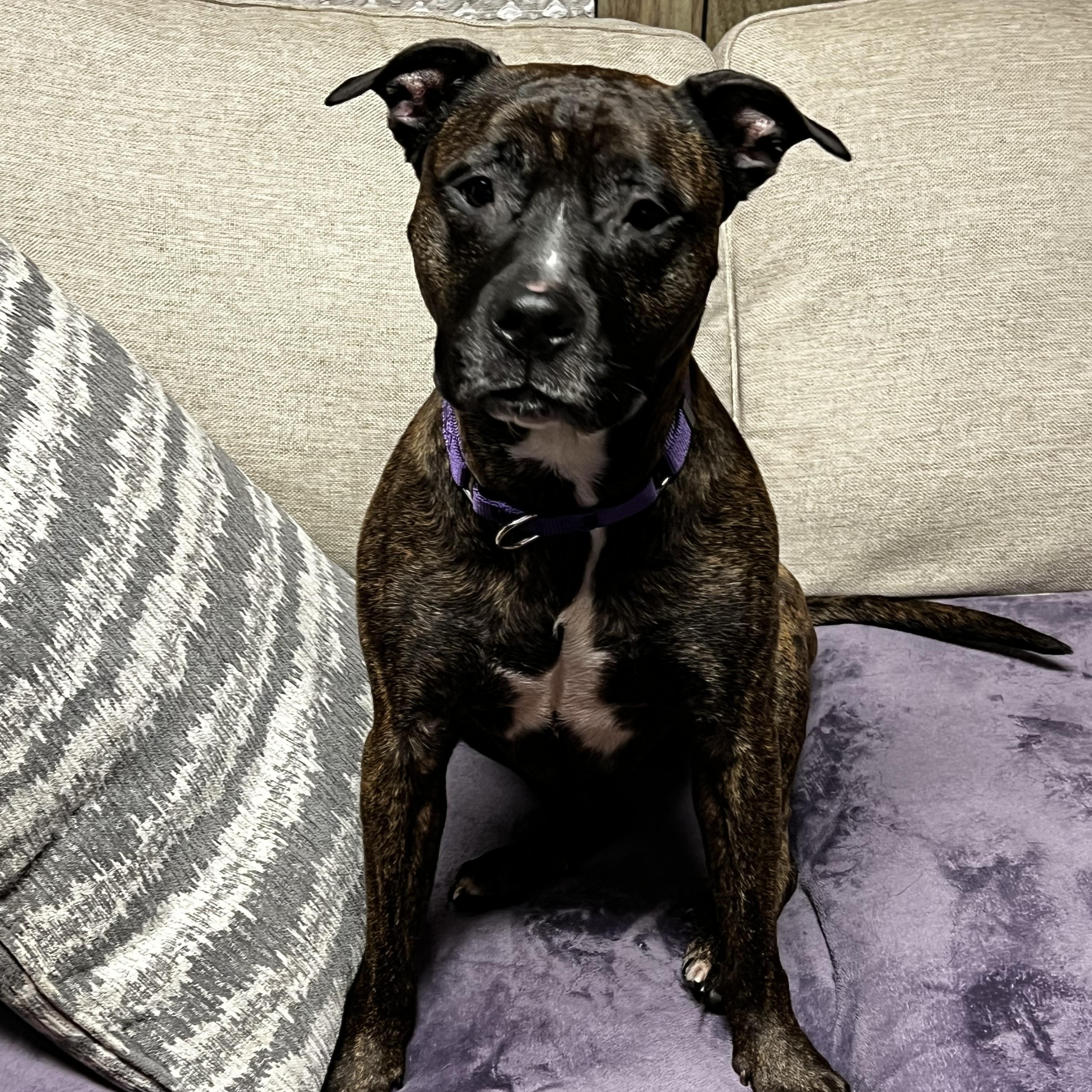Sadie, Adoptable, Adult Female Pit Bull Terrier.