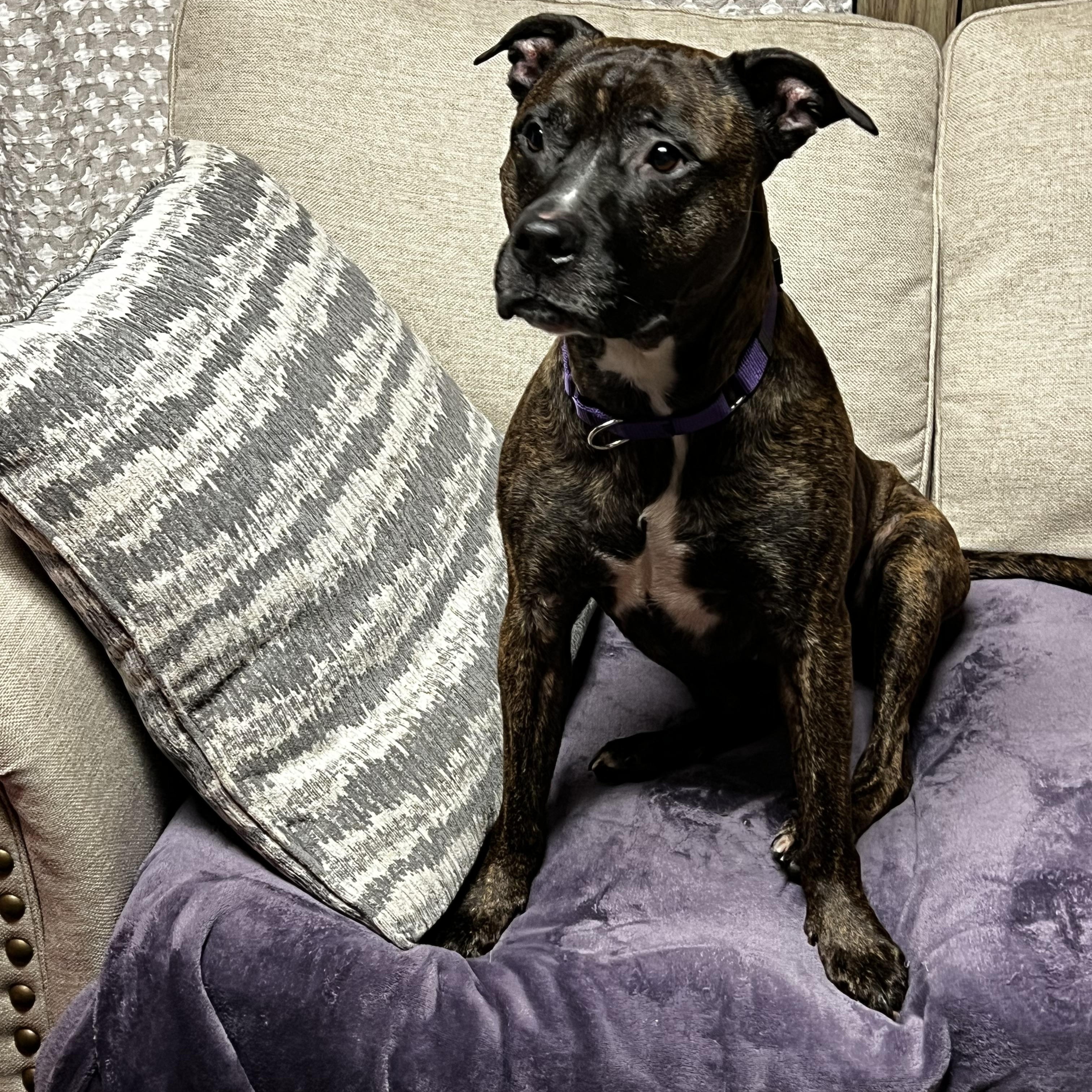 Sadie, a Adoptable mixed breed in Saratoga Springs, NY image 2/6