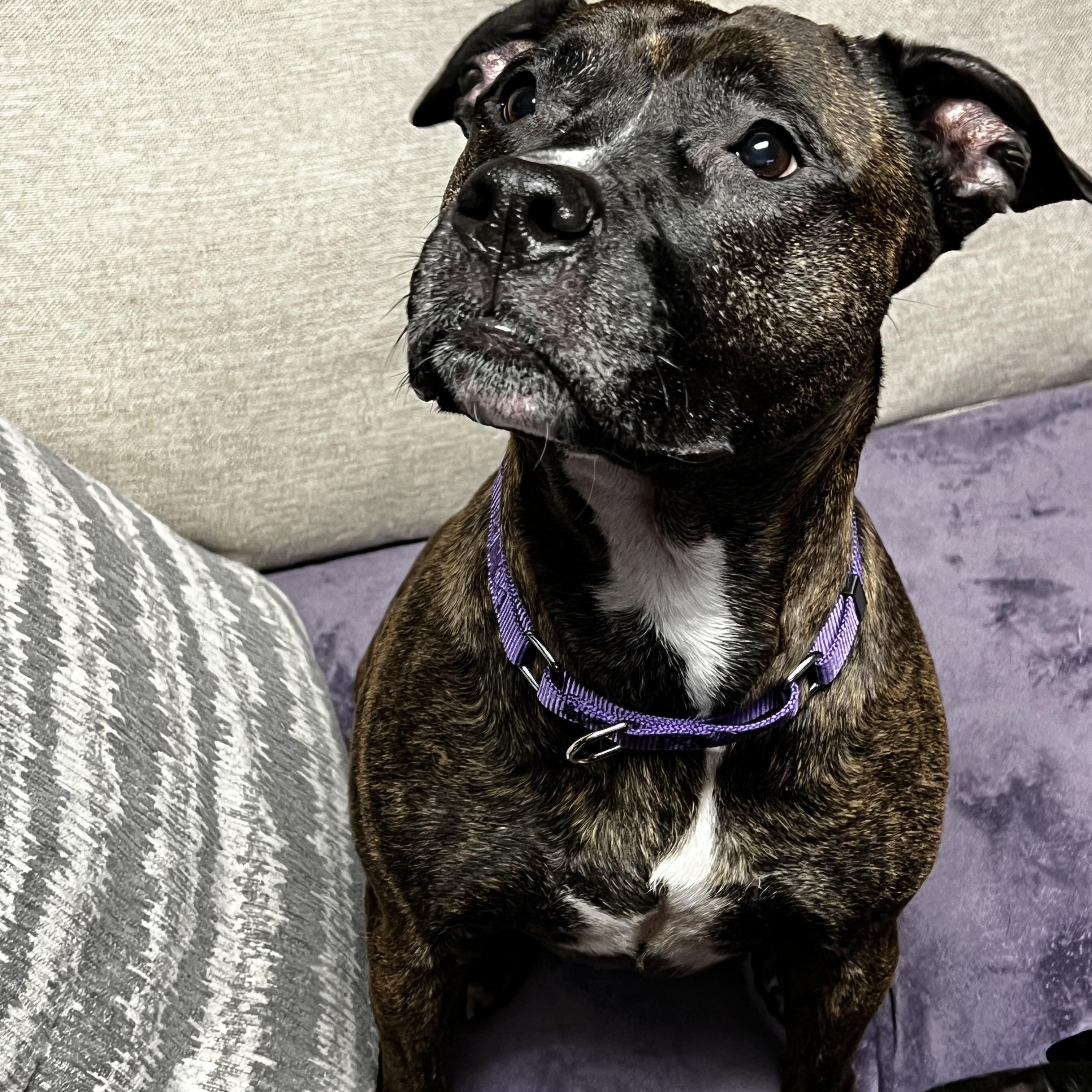 Sadie, a Adoptable mixed breed in Saratoga Springs, NY image 3/6