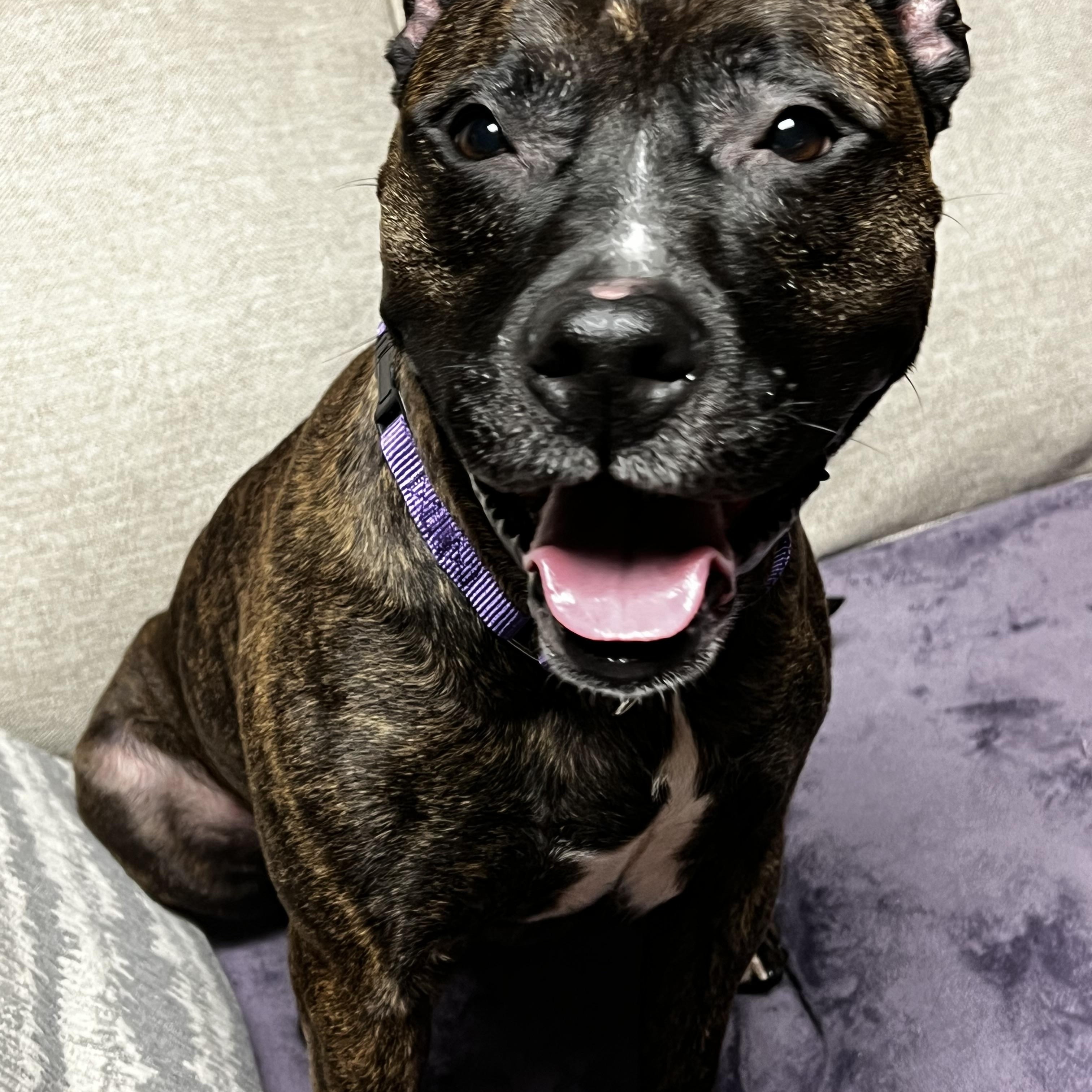 Sadie, a Adoptable mixed breed in Saratoga Springs, NY image 4/6