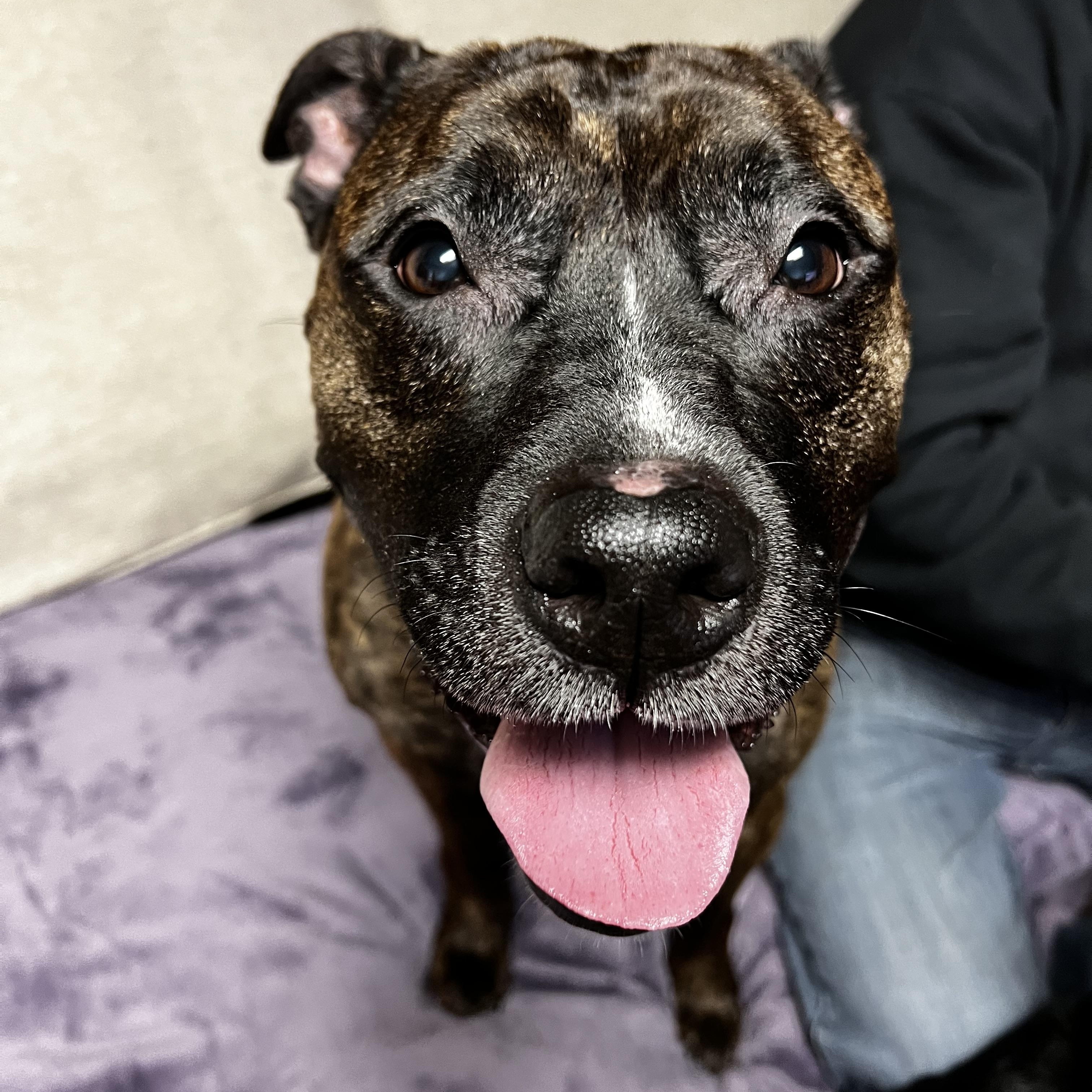 Sadie, a Adoptable mixed breed in Saratoga Springs, NY image 6/6