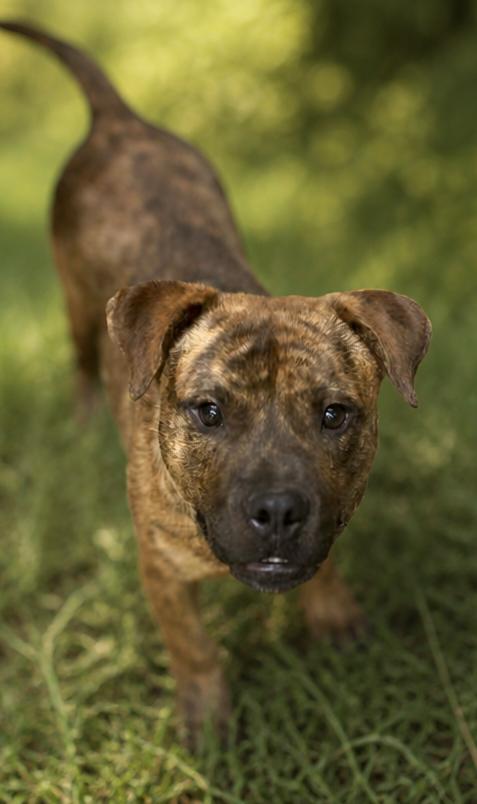 Zorro, Adoptable, Young Male Pit Bull Terrier.