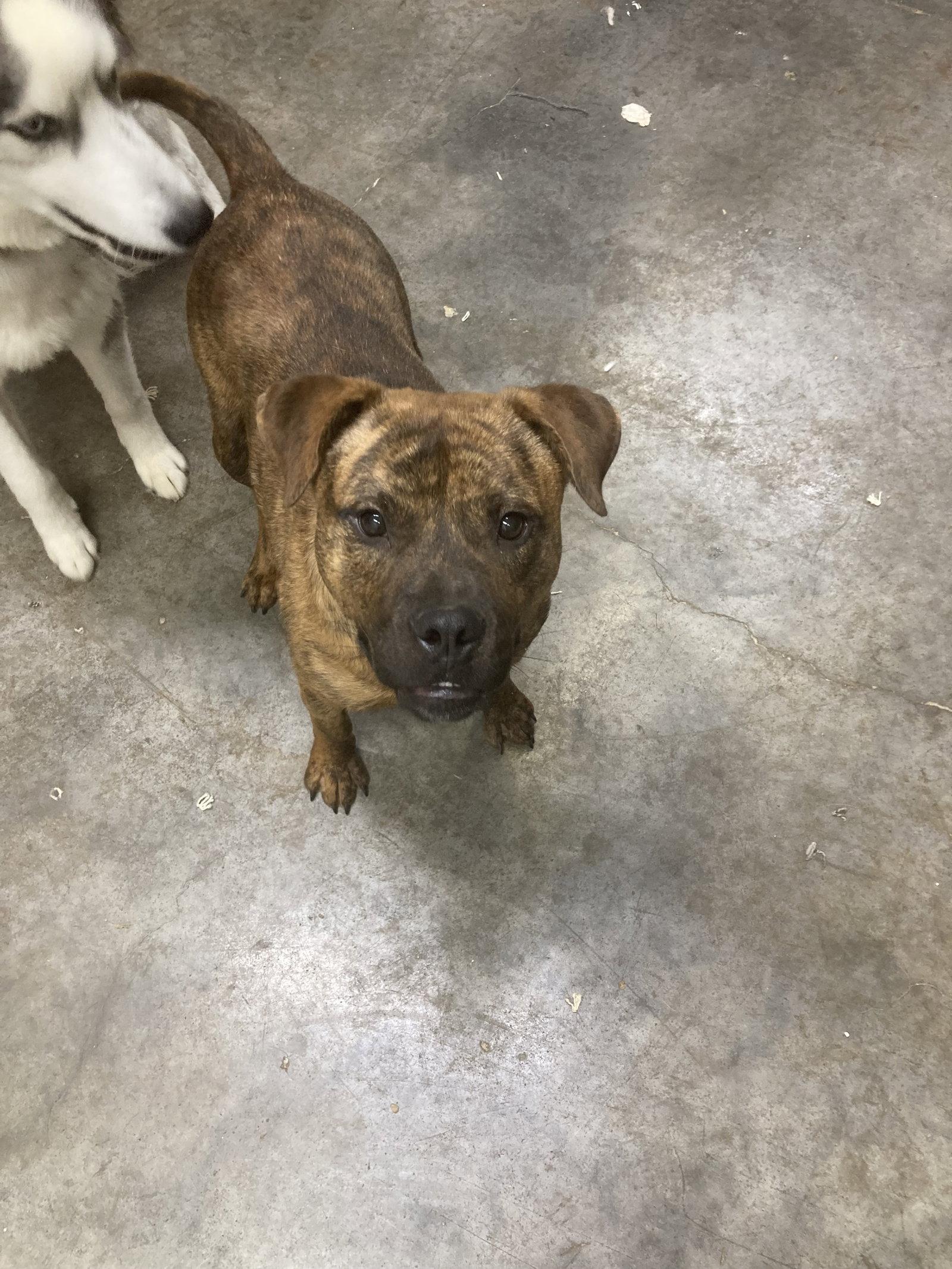 Zorro, Adoptable, Young Male Pit Bull Terrier.