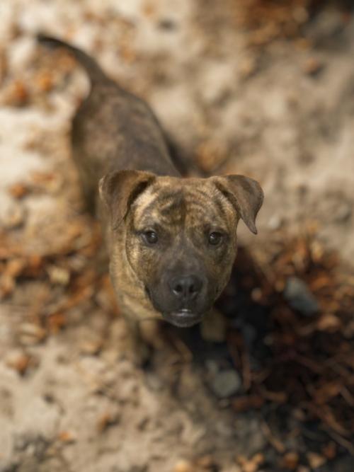 Zorro, Adoptable, Young Male Pit Bull Terrier.
