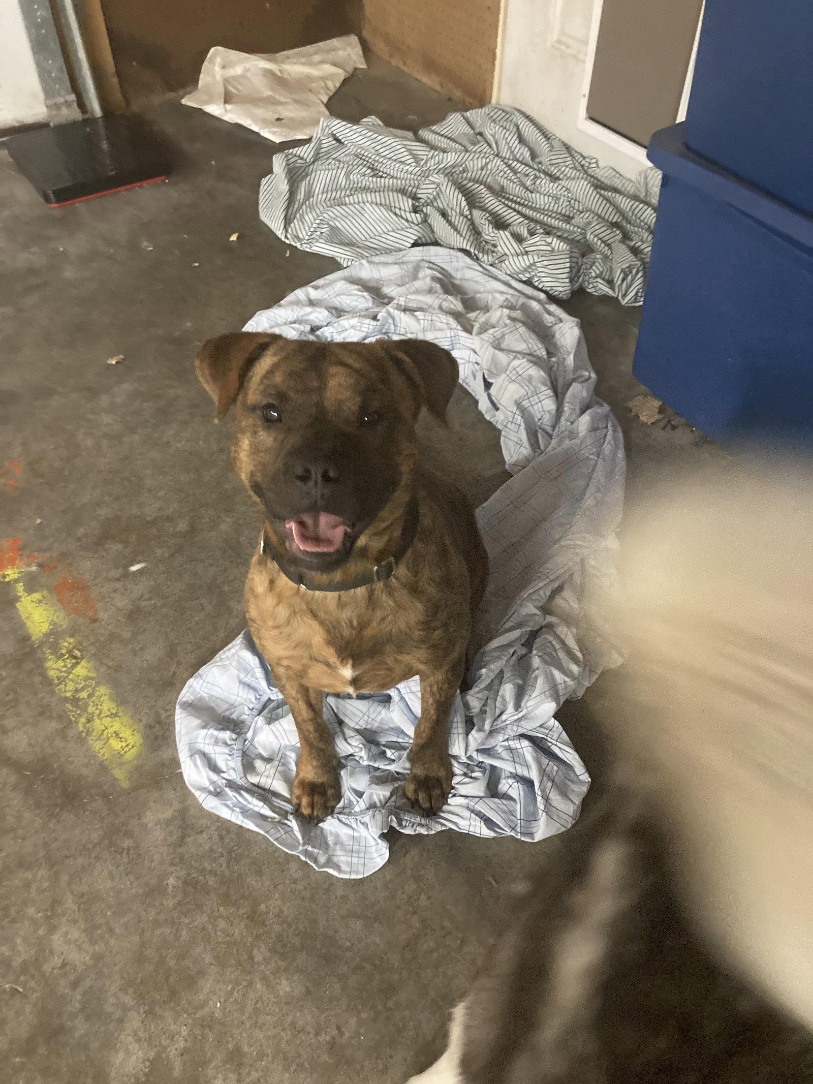 Zorro, a Adoptable Pit Bull Terrier in Chatham, VA image 2/2