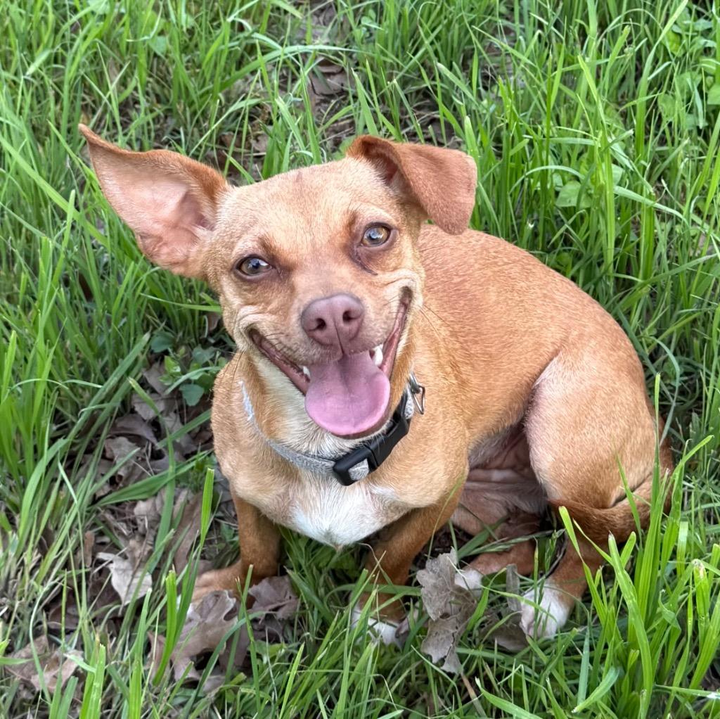 Maizy, Adoptable, Young Female Chihuahua & Dachshund.