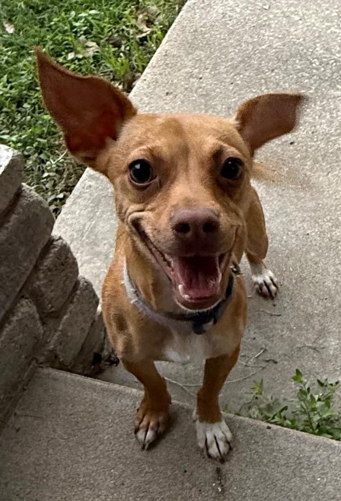 Maizy, a Adoptable mixed breed in Junction, TX image 2/6