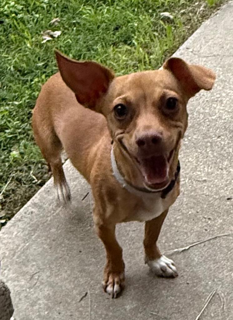 Maizy, a Adoptable mixed breed in Junction, TX image 3/6