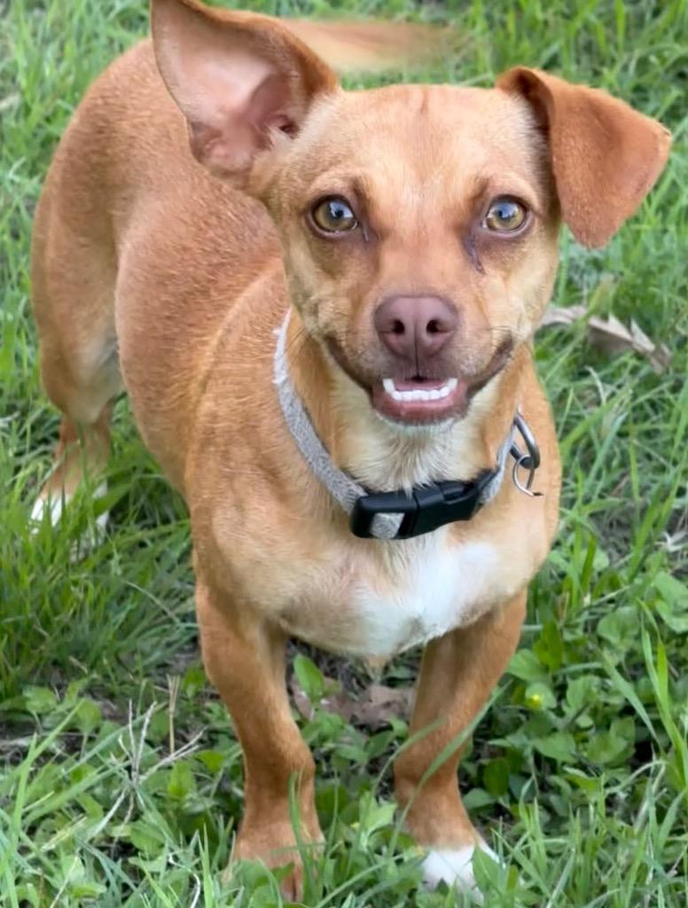 Maizy, a Adoptable mixed breed in Junction, TX image 4/6