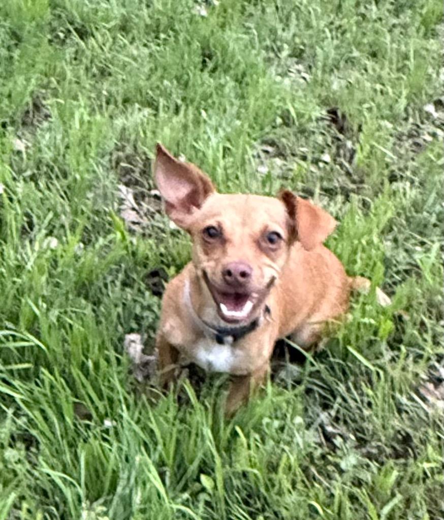 Maizy, a Adoptable mixed breed in Junction, TX image 5/6