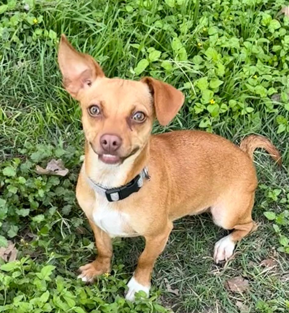 Maizy, a Adoptable mixed breed in Junction, TX image 6/6