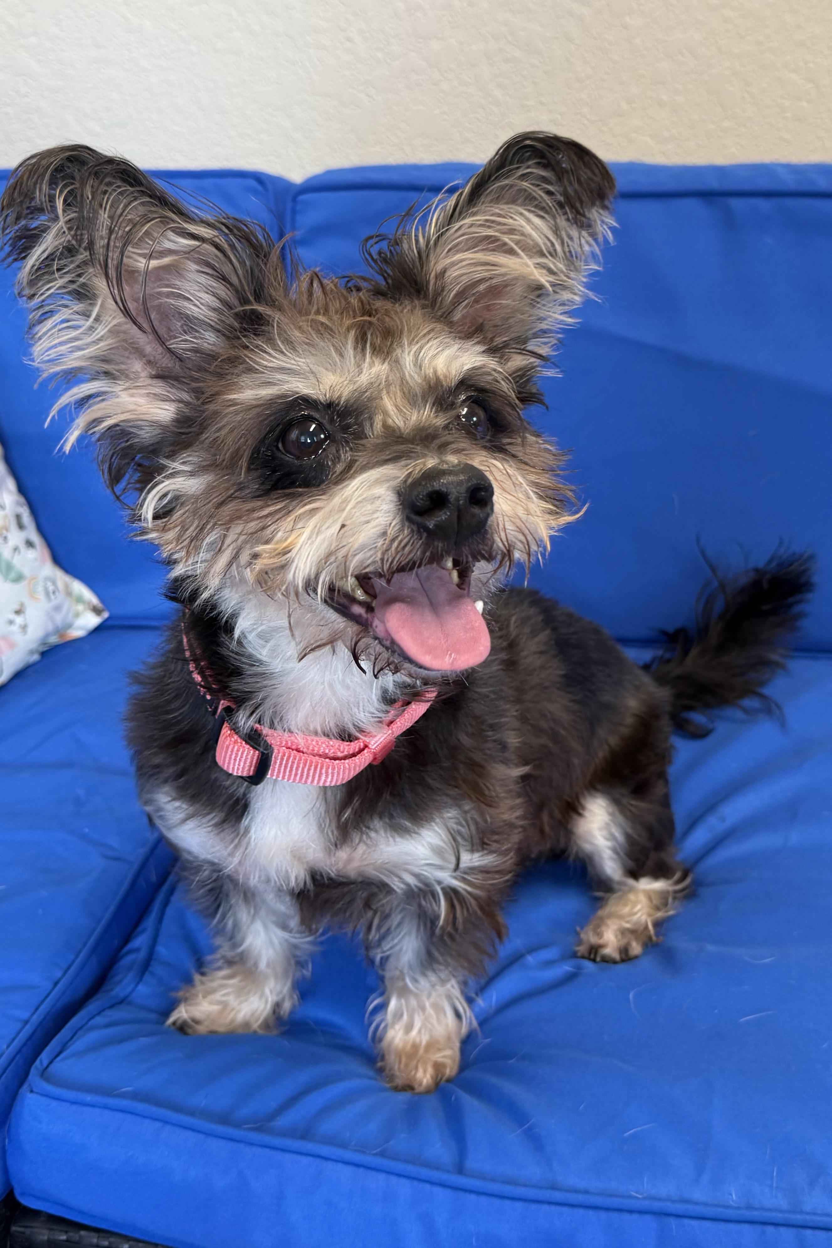 Enlarge Sadie, an adopted Terrier in Plant City, FL image 1/2