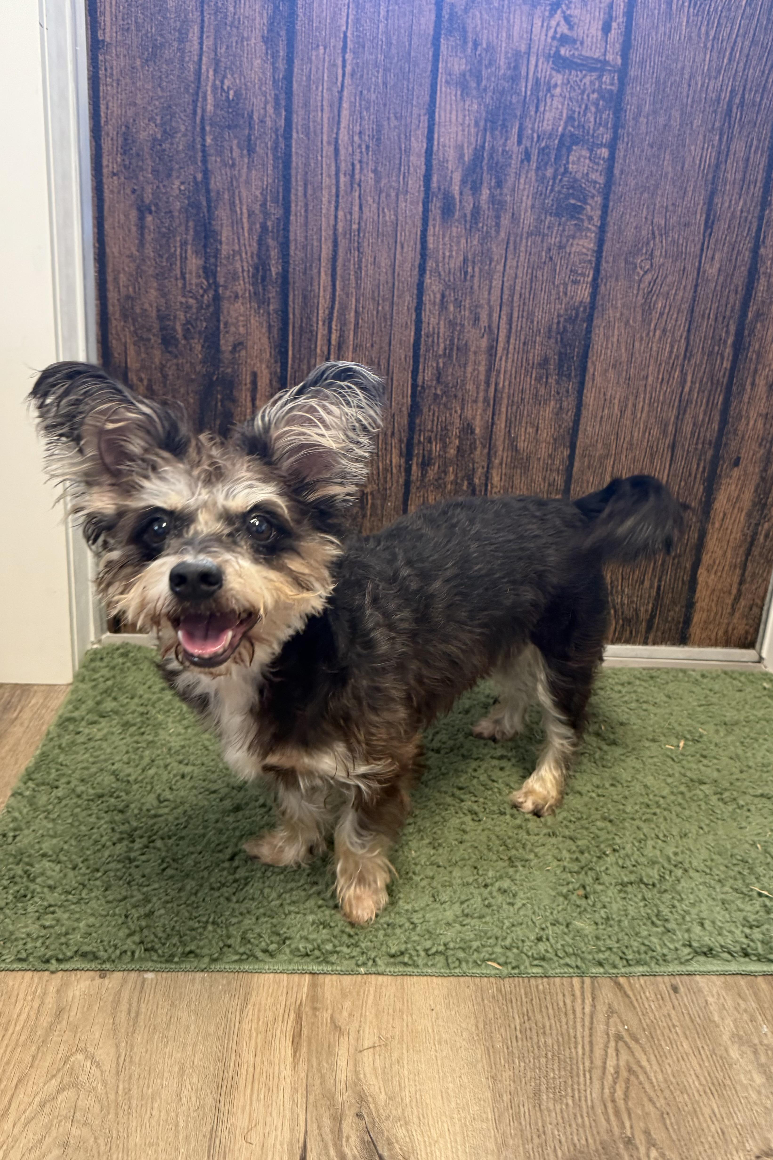 Enlarge Sadie, an adopted Terrier in Plant City, FL image 2/2