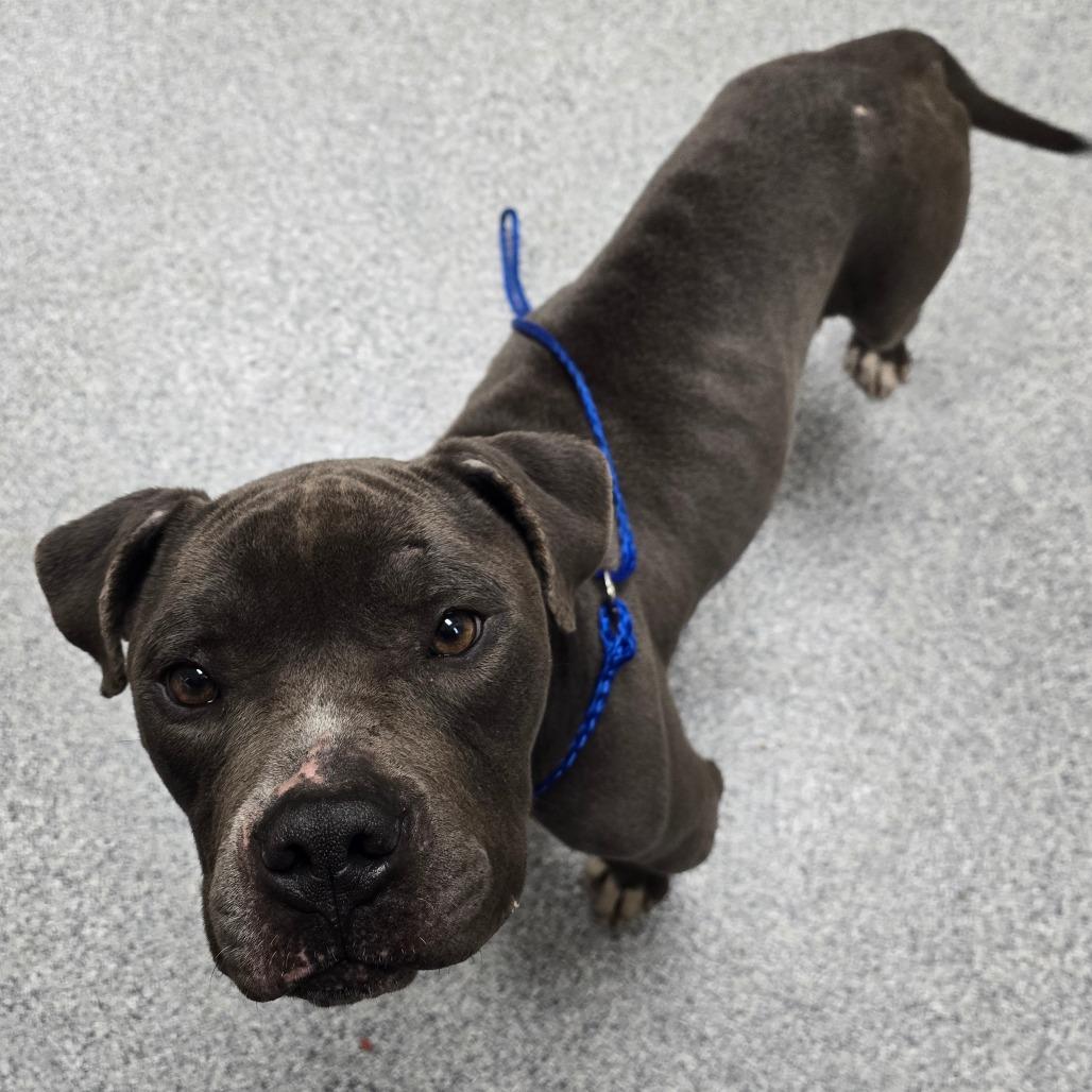 Prince, Adoptable, Adult Male American Staffordshire Terrier.