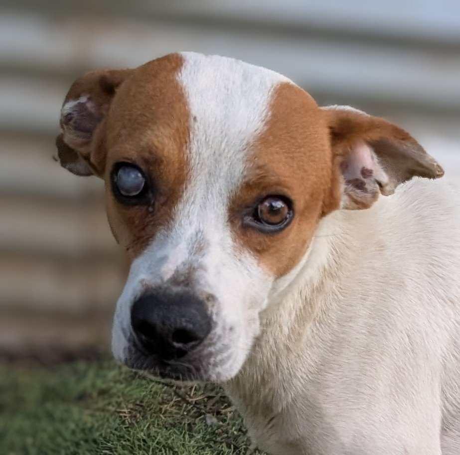 Enlarge Lupin, a Adoptable mixed breed in San Diego, CA image 1/3