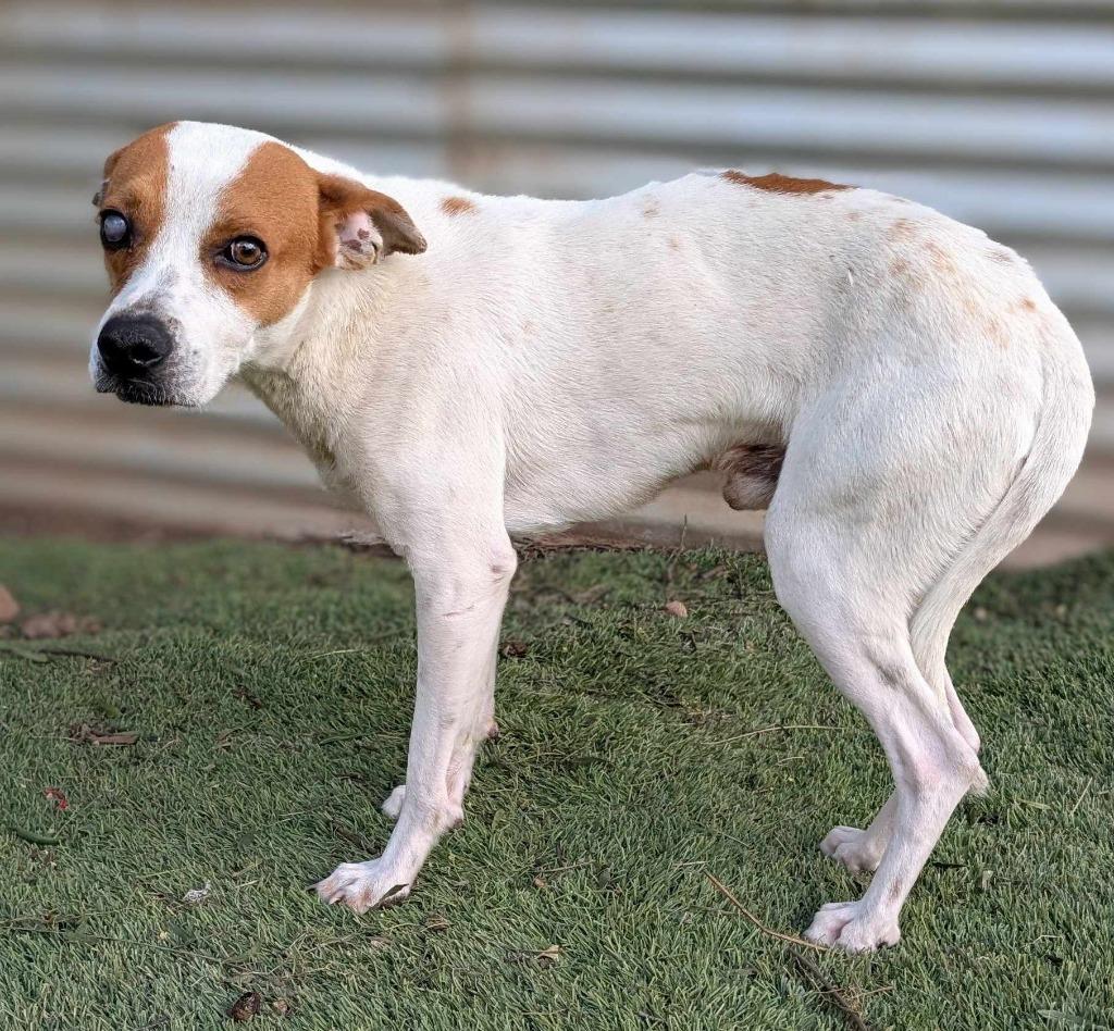 Enlarge Lupin, a Adoptable mixed breed in San Diego, CA image 1/3