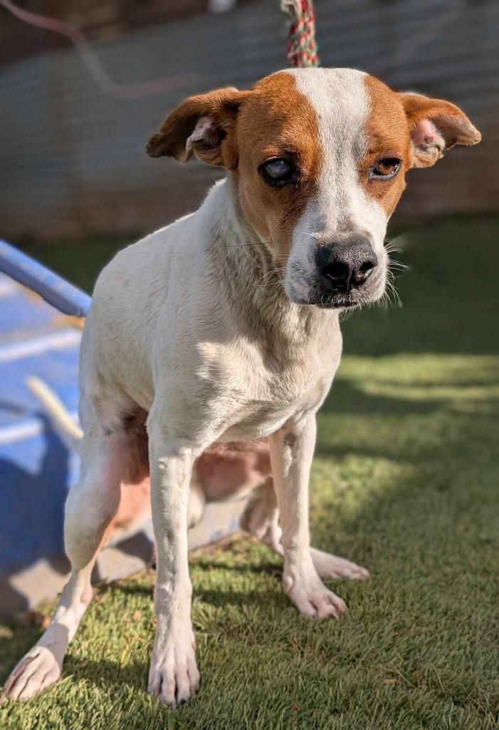 Enlarge Lupin, a Adoptable mixed breed in San Diego, CA image 2/3