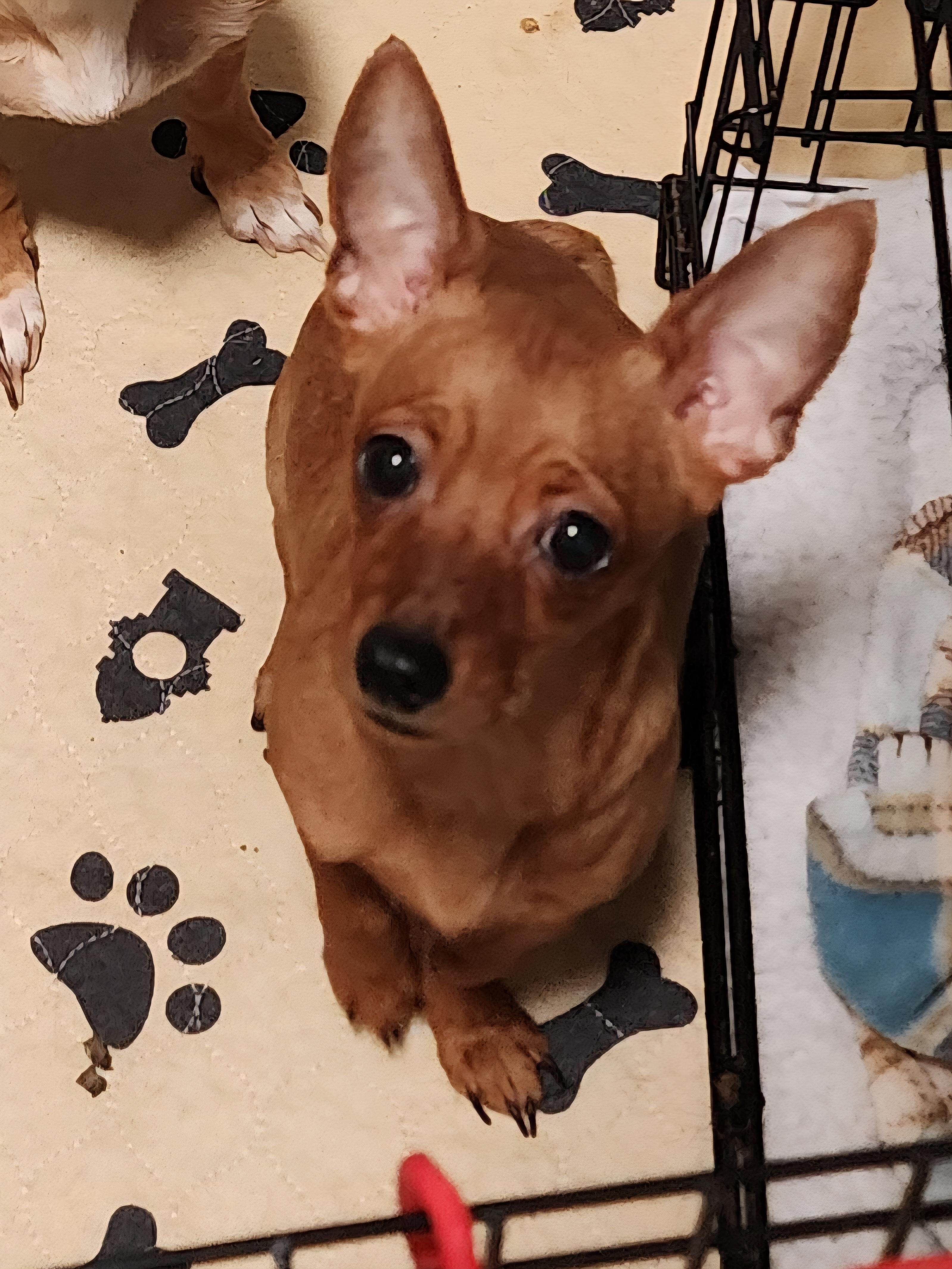 Enlarge Meredith Grey, a Adoptable Chihuahua in Fort Worth, TX image 2/5
