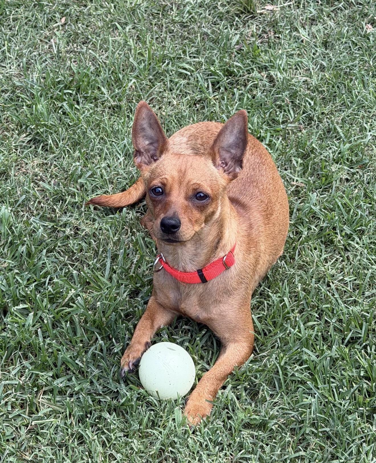 Meredith Grey, Adoptable, Adult Female Chihuahua.