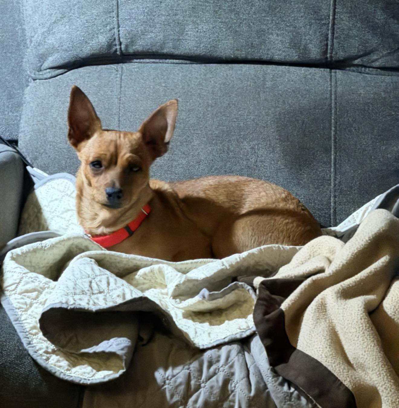 Enlarge Meredith Grey, a Adoptable Chihuahua in Fort Worth, TX image 5/5