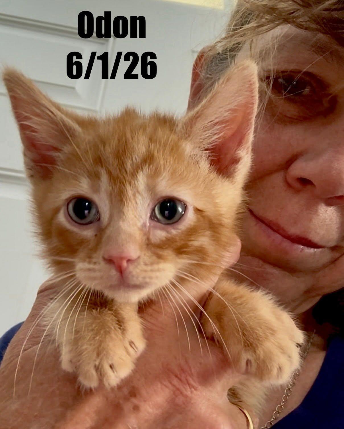 Enlarge Odon, a Adoptable Domestic Short Hair in Berlin, MD image 1/1