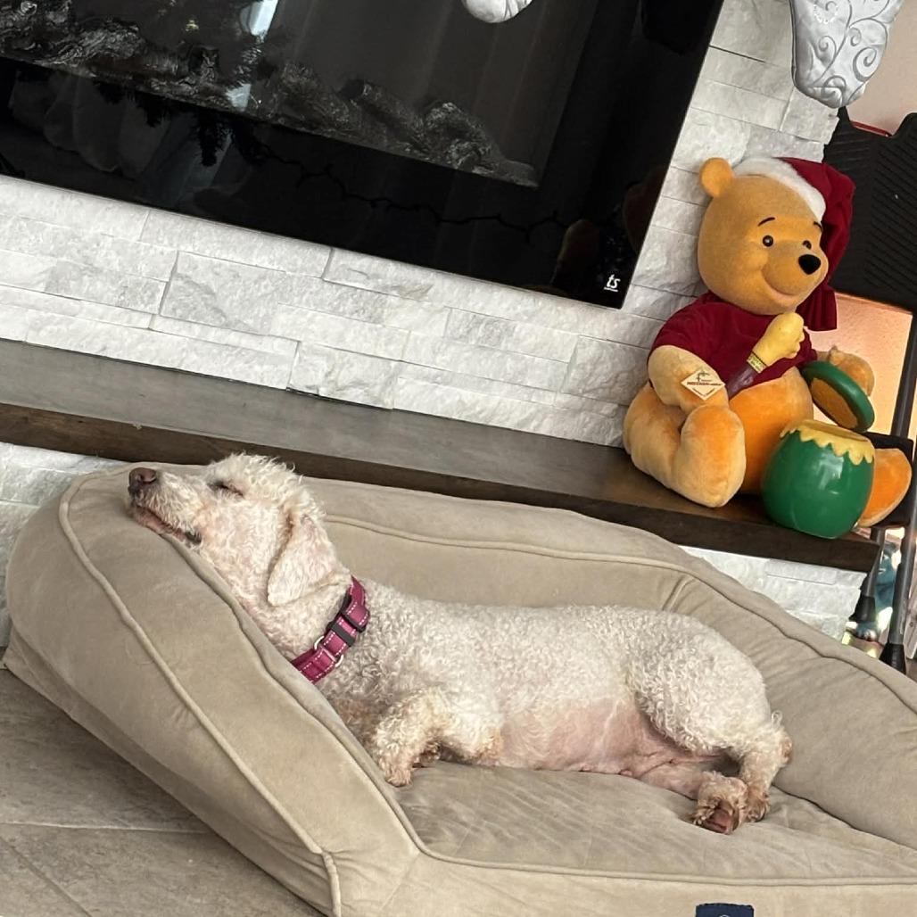 Carol, Adoptable, Adult Female Poodle & Golden Retriever.