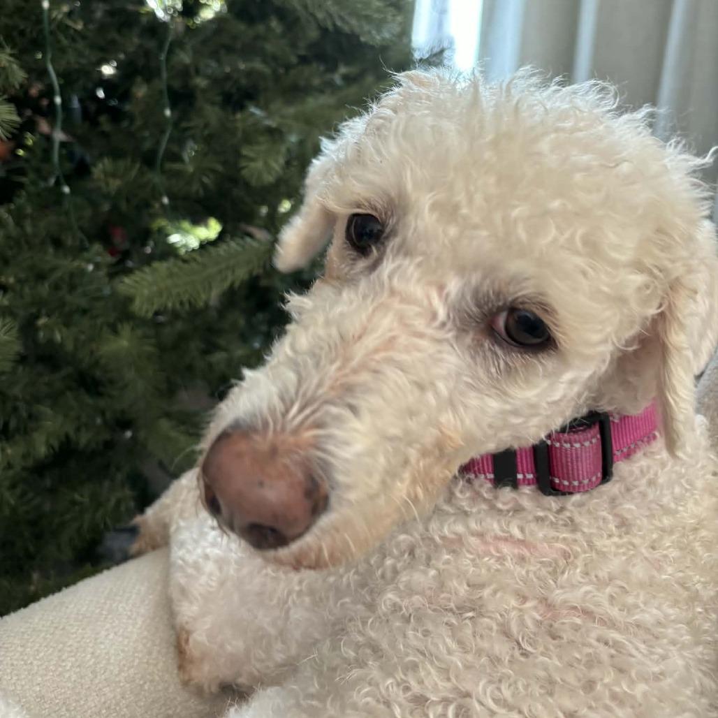 Carol, a Adoptable mixed breed in Sarasota, FL image 2/6