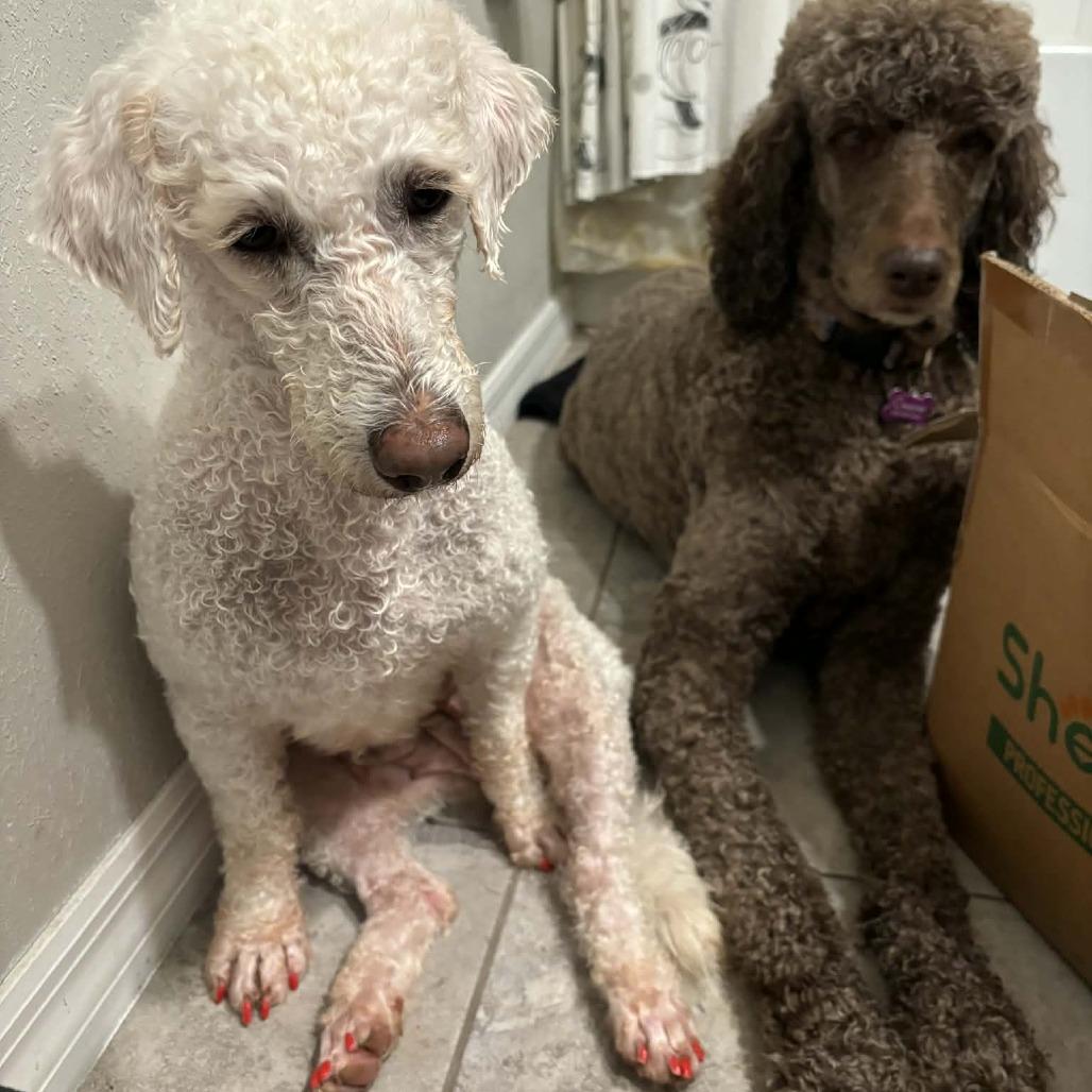 Carol, a Adoptable mixed breed in Sarasota, FL image 3/6