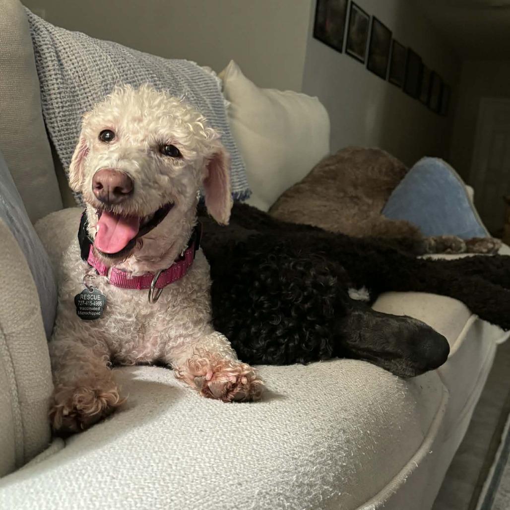 Carol, a Adoptable mixed breed in Sarasota, FL image 4/6