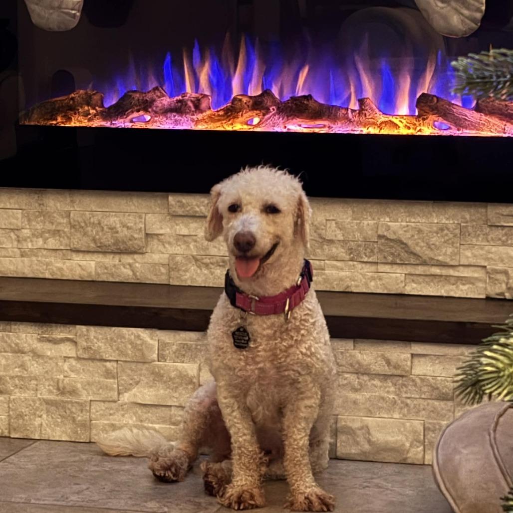 Carol, a Adoptable mixed breed in Sarasota, FL image 5/6