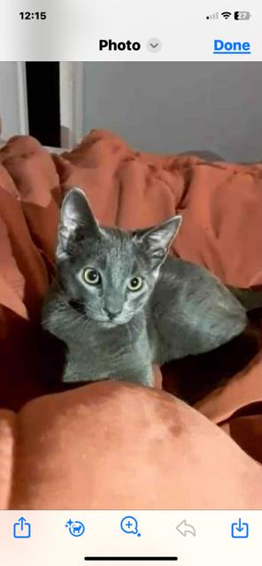 Kratos, Adoptable, Adult Male Domestic Short Hair.