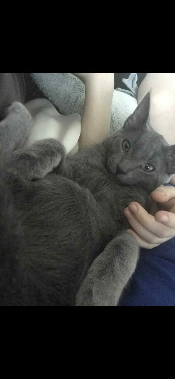 Kratos, a Adoptable Domestic Short Hair in Round Rock, TX image 2/2