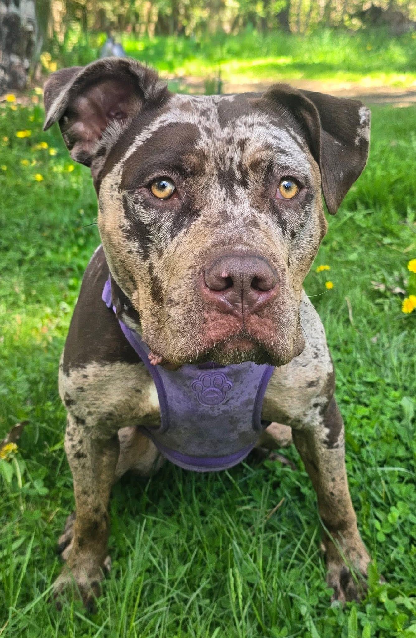 Enlarge Froyo, a Adoptable mixed breed in Vassalboro, ME image 3/3